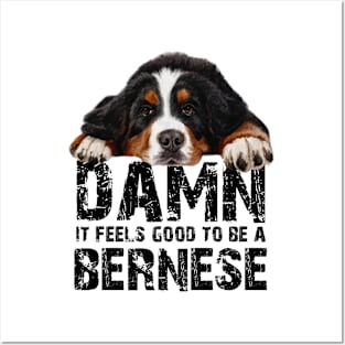 Bernese mountain dog Posters and Art